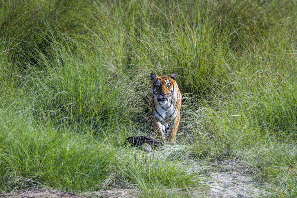 Tigre dans les hautes herbes, au parc national de Bardia.
