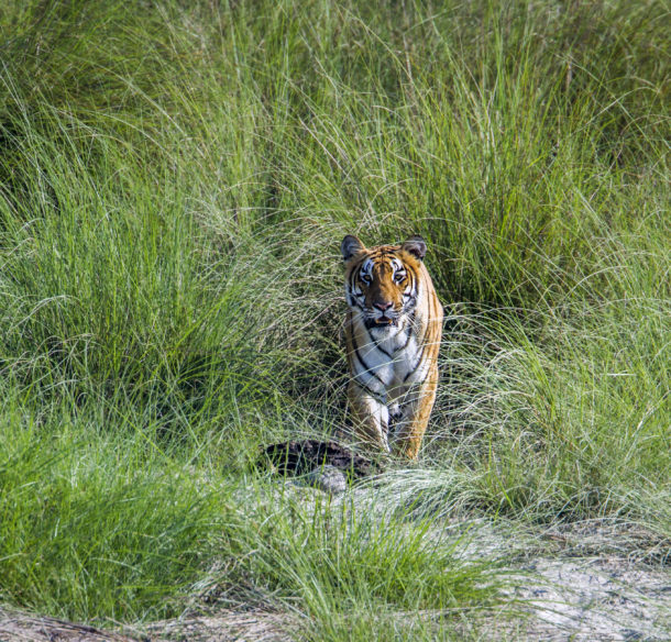 Tigre dans les hautes herbes, au parc national de Bardia.