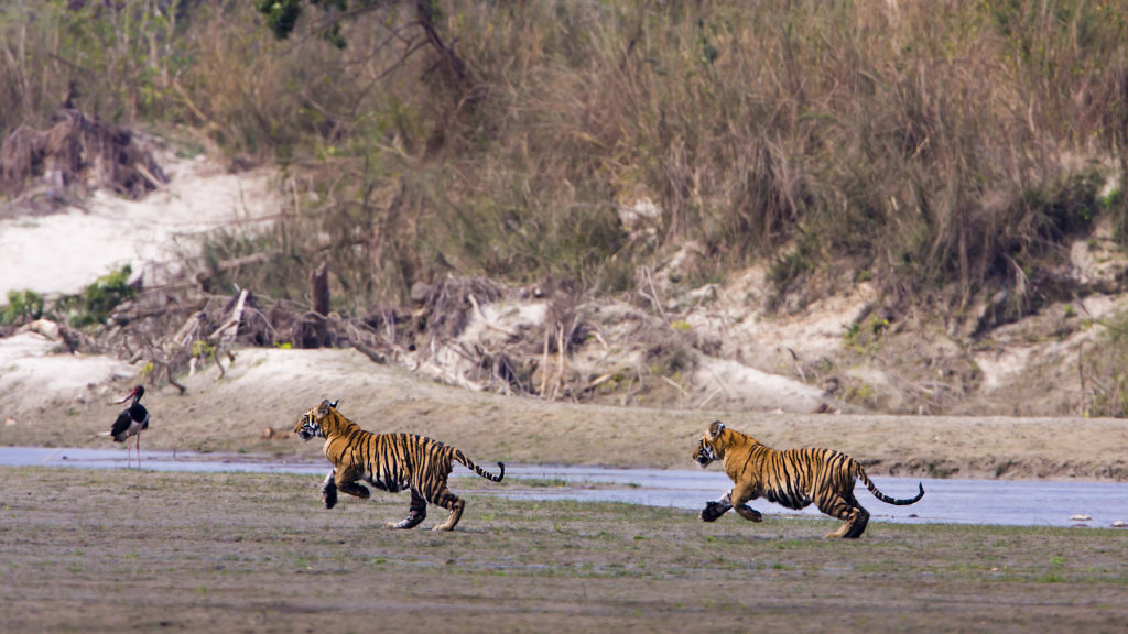 Two young wild tigers running along riverside in Bardia National Park, Nepal