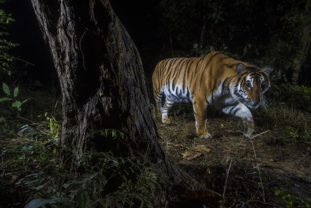 Un tigre photographié par un piège photographique dans le corridor écologique de Khata, au Népal.