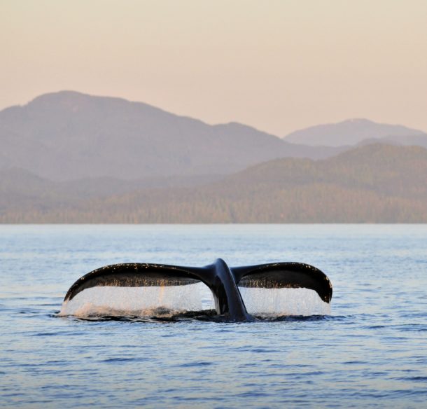 The flukes of a Humpback whale (Megaptera novaeangliae) breaching at sunset in the waters in the Great Bear Sea, BC