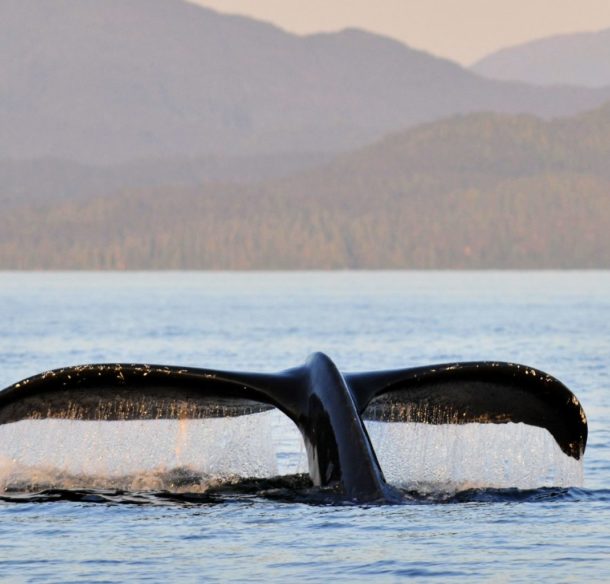 The flukes of a Humpback whale (Megaptera novaeangliae) breaching at sunset in the waters in the Great Bear Sea, BC