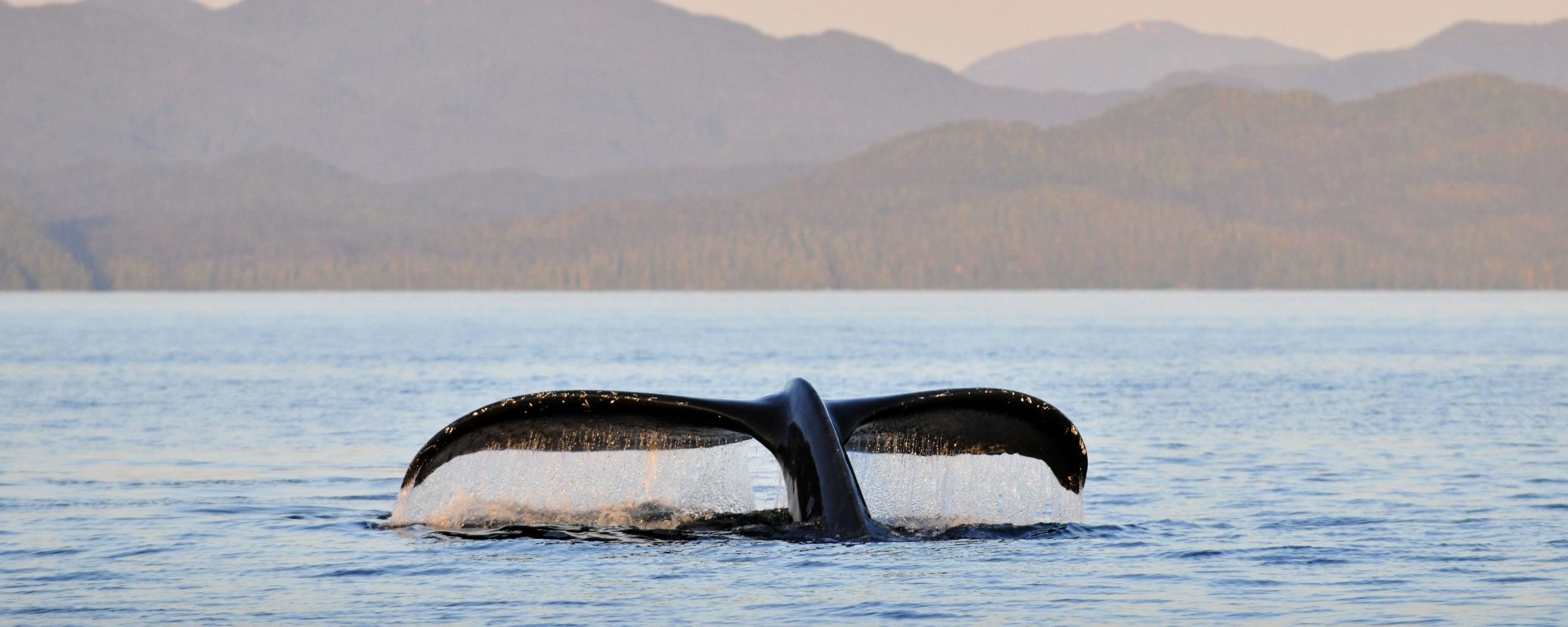 La queue d’une baleine à bosse (Megaptera novaeangliae) dans le soleil couchant au sud-ouest de l’ile Gil dans la zone marine du Grand Ours, en Colombie-Britannique