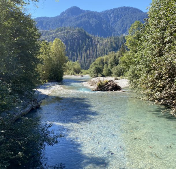 Sockeye-filled spawning creek cutting through forest with mountains in the background