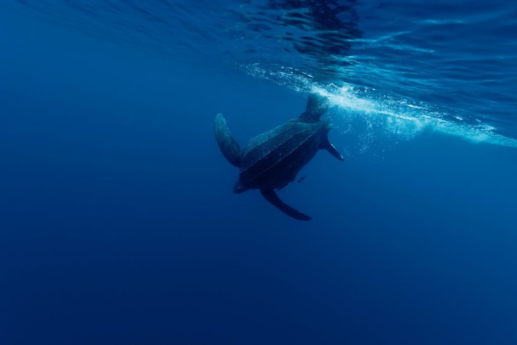 Leatherback turtle underwater, Indonesia