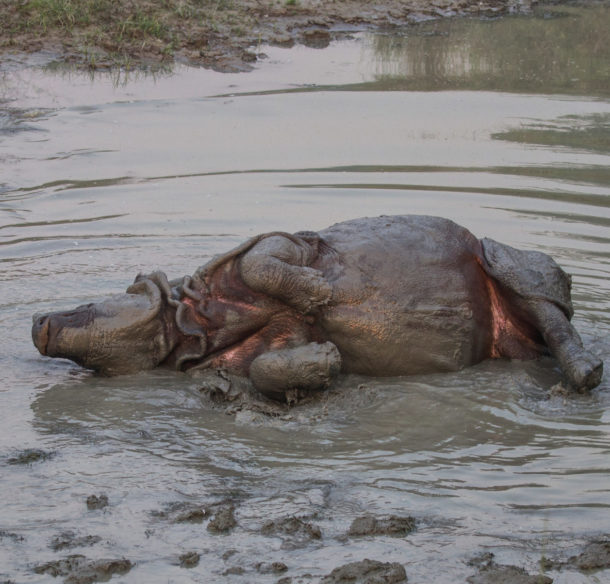 A greater one-horned rhino (Rhinoceros unicornis) swimming in the buffer zone community forest area of Amaltari Ghat and Chitwan National Forest of Nepal.