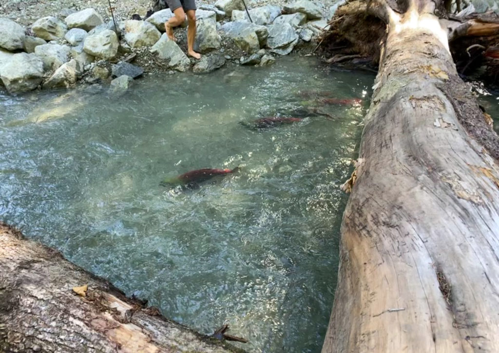  A pair of red sockeye salmon swimming upstream to spawn