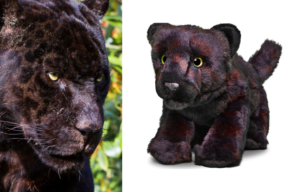 Close up of a black jaguar's face, next to a photo of WWF's black jaguar stuffie