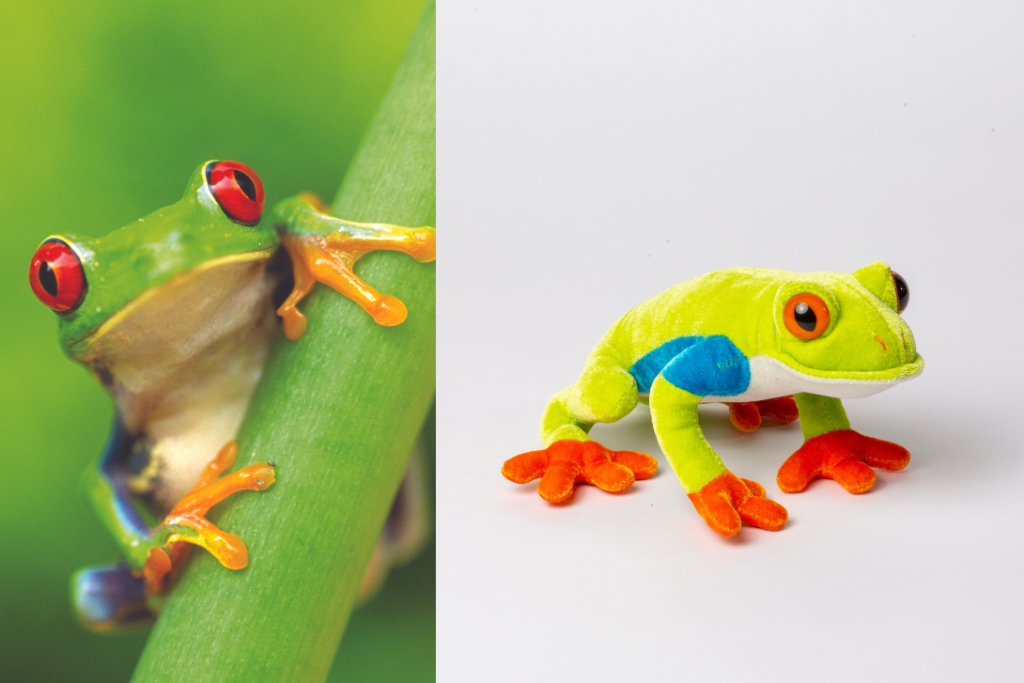 Red-eyed tree frog on a plant. next to a photo of WWF's frog stuffie
