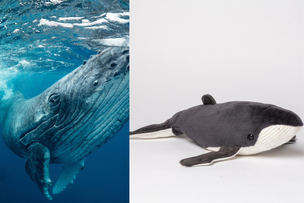 Close up of a humpback whale underwater beside a photo of WWF-Canada's humpback stuffie