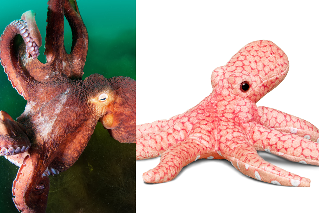 A giant Pacific octopus next to a photo of WWF's octopus stuffie.