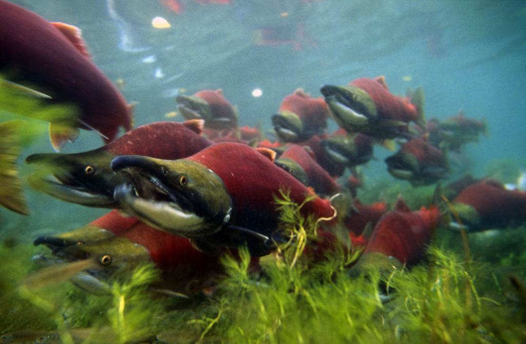Sockeye salmons (Oncorhynchus nerka), adults migrating up the Adams River to spawn