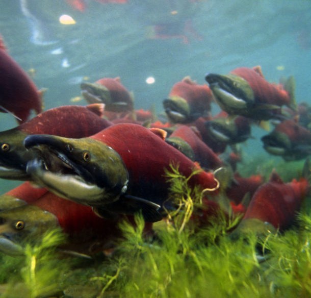 Sockeye salmons (Oncorhynchus nerka), adults migrating up the Adams River to spawn