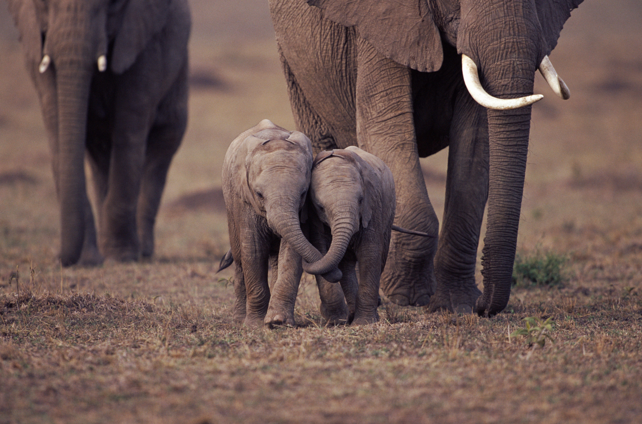 Two baby African elephants with trunks entwined.