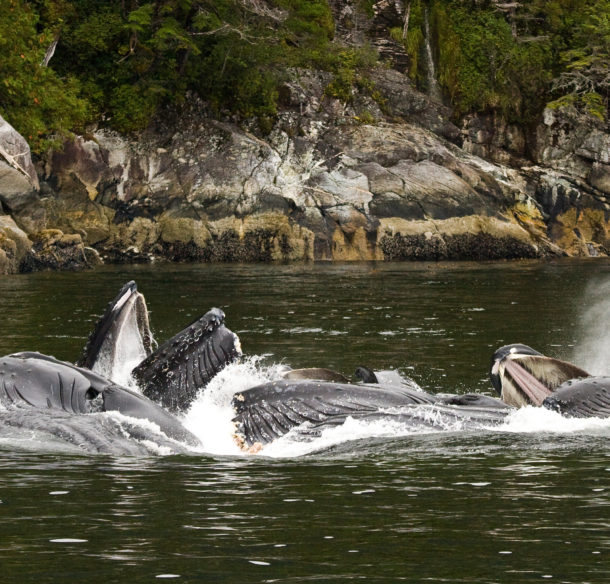 Humpback whales, Great Bear Rainforest, British Columbia, Canada