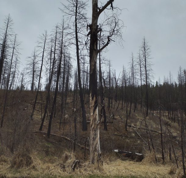 Burned trees from a wildfire in BC