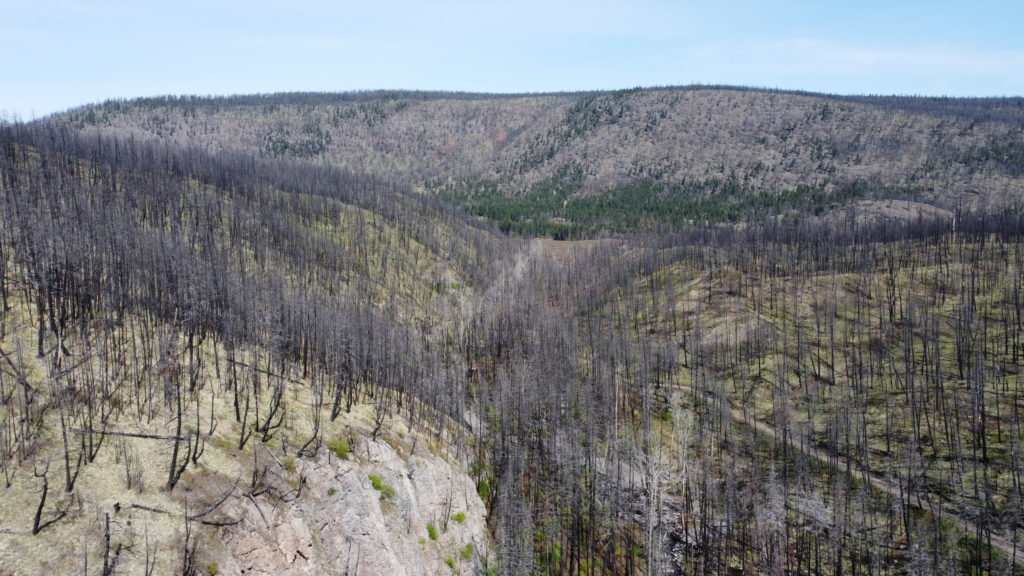 The charred remains of a forest several years after the massive Elephant Hill wildfire