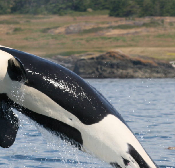Killer whale jumping out of the water in BC