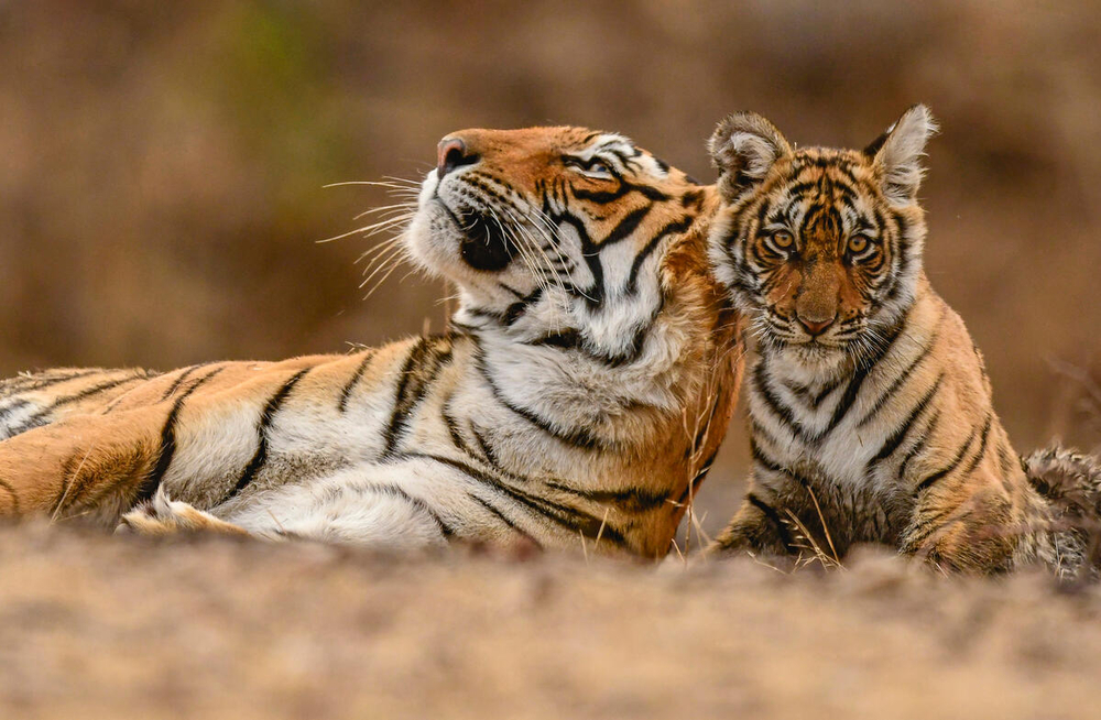 Une tigresse et son petit (Panthera tigris) dans la réserve de tigres de Ranthambore, en Inde. © Shutterstock / Bhasmang Mehta / WWF-International