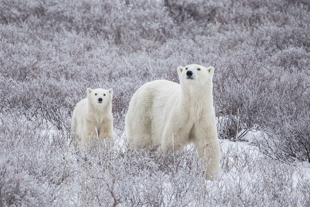 Polar bear (Ursus maritimus) with cub in winter, walking thought frosty bushes in Churchill, Canada. Text on top of this image says: Get ahead of Giving Tuesday – Giving Tuesday November 29.