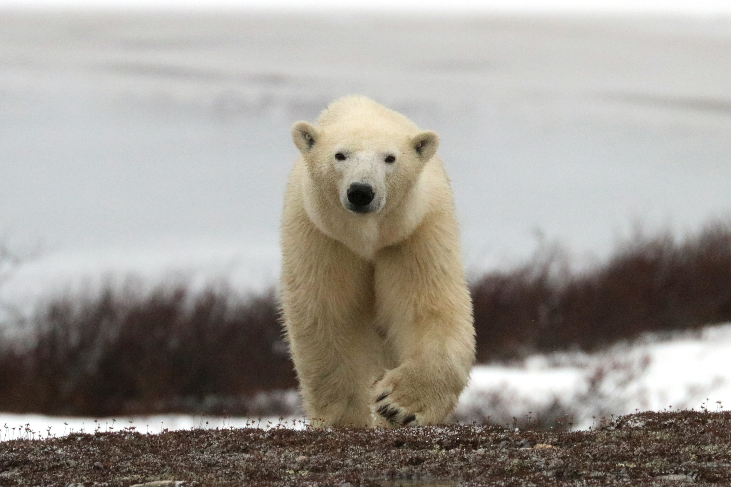 Close up of a single polar bear in Churchill, Manitoba.
