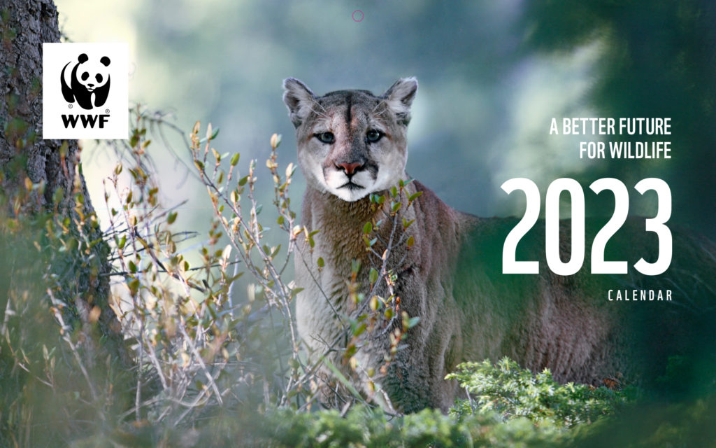 Cover of WWF's 2023 calendar. A cougar. 