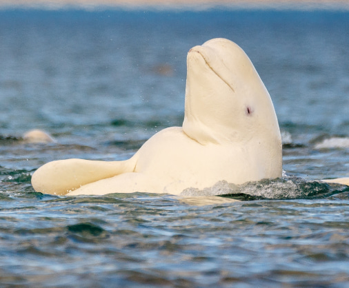 Beluga whale