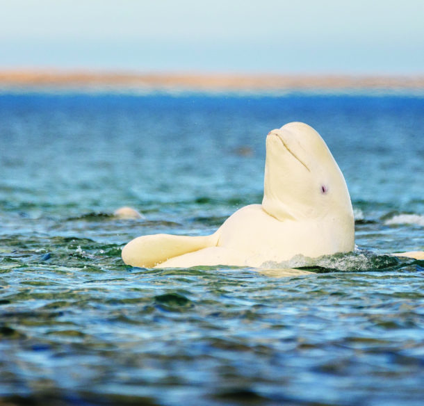 Beluga whale, Somerset Island, Canadian High Arctic.