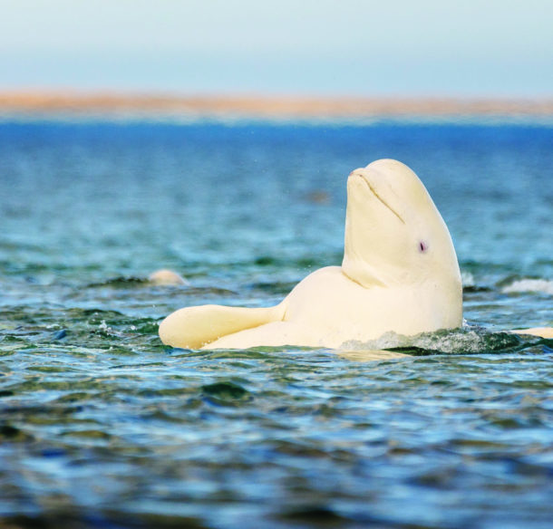 Beluga whale, Somerset Island, Canadian High Arctic.