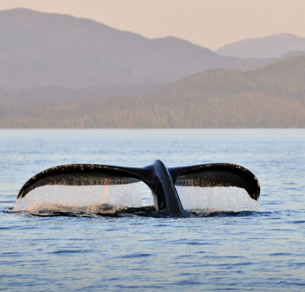 The flukes of a Humpback whale (Megaptera novaeangliae) breaching at sunset in the waters south west of Gil Island in the Great Bear Rainforest, British Columbia, Canada