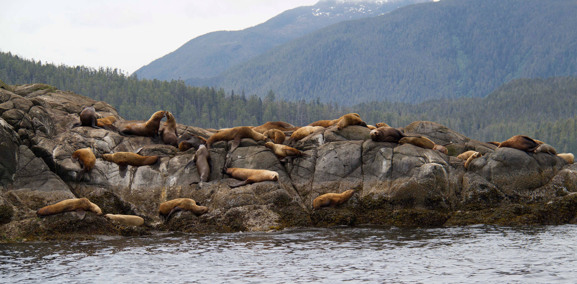 Sea lions (Otariidae sp), relaxing on rocks, Great Bear Rainforest, British Columbia, Canada