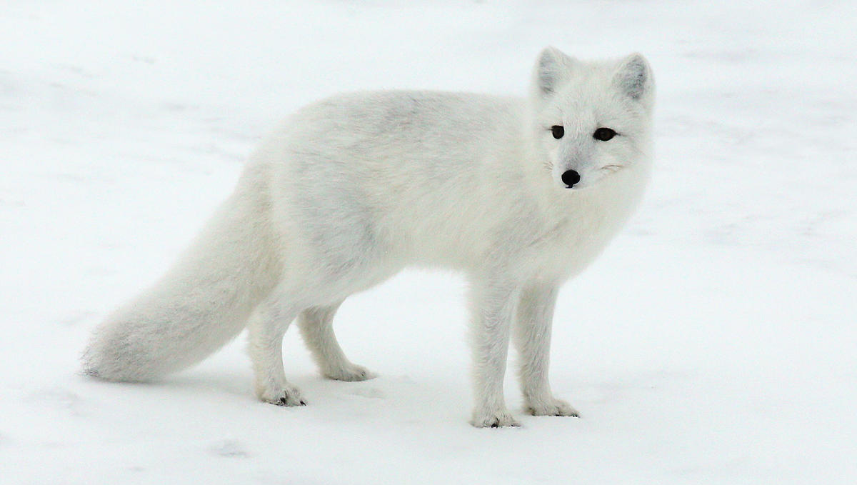 Arctic fox on snow