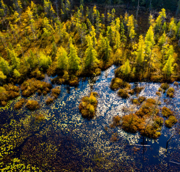 A photo of a marshland forest in the sunshine taken from above by a drone