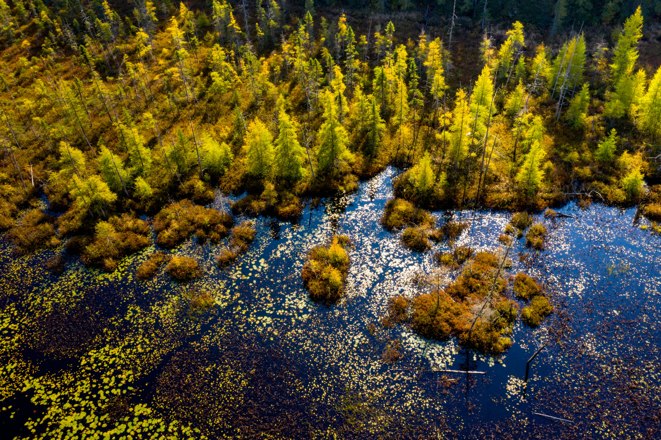 A photo of a marshland forest in the sunshine taken from above by a drone 
