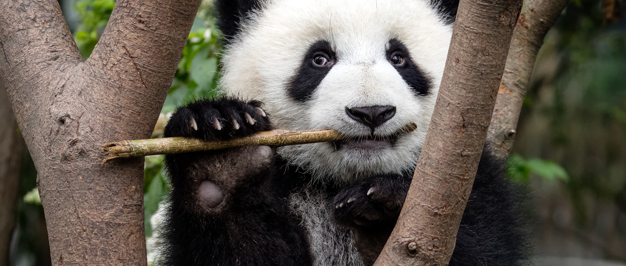 Giant panda (Ailuropoda melanoleuca) eating at the Chengdu Research Base of Giant Panda Breeding in Chengdu, China