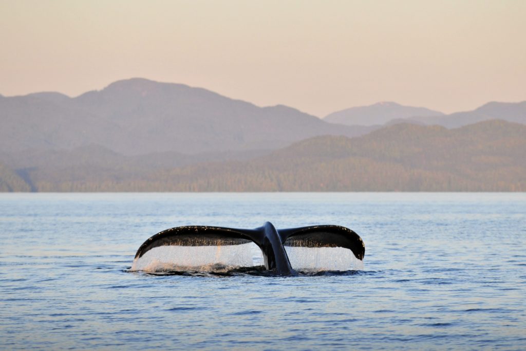 The flukes of a Humpback whale breaching at sunset in the waters south west of Gil Island in the Great Bear Rainforest, British Columbia, Canada 