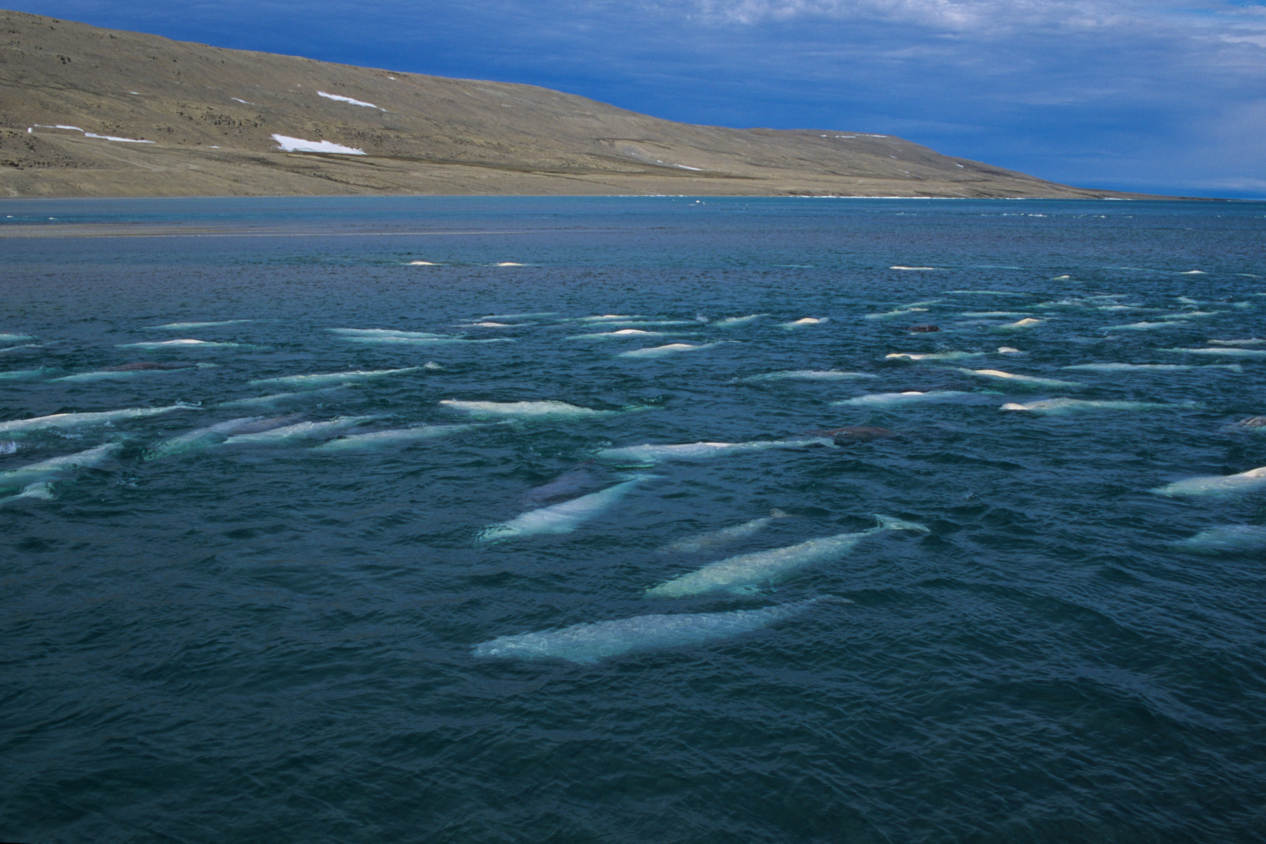 Large pod of Beluga / White Whale near headland. Canadian Arctic, summer.