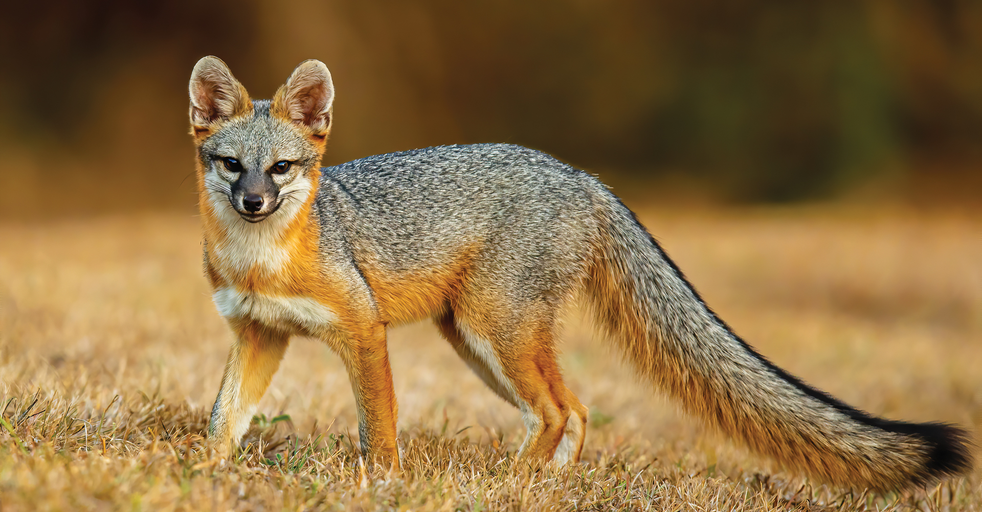 Gray Fox hunts for next meal