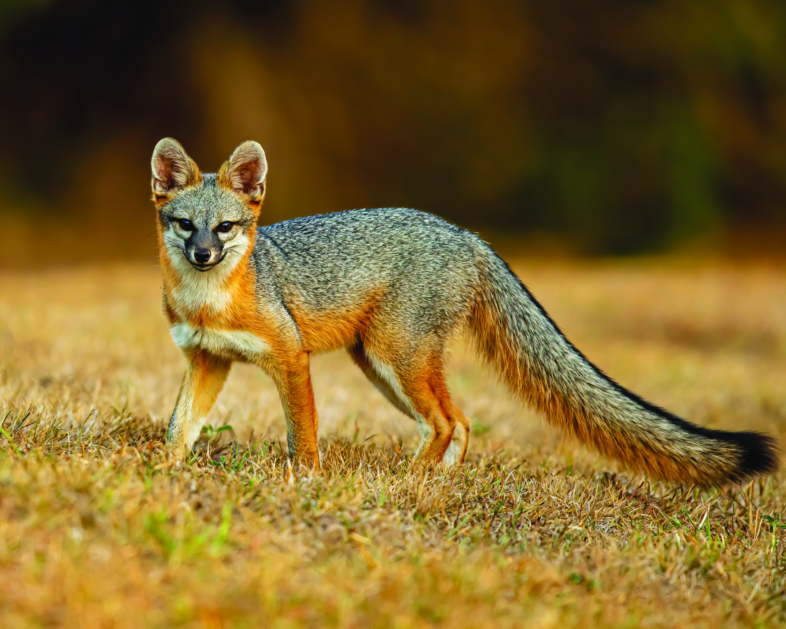 Gray Fox hunts for next meal on a dry grassy landscape.