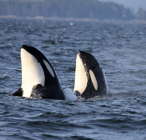 Two orca whales surf