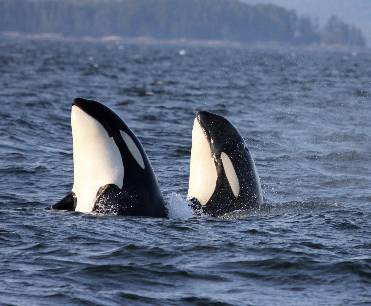 Two orca whales surfacing