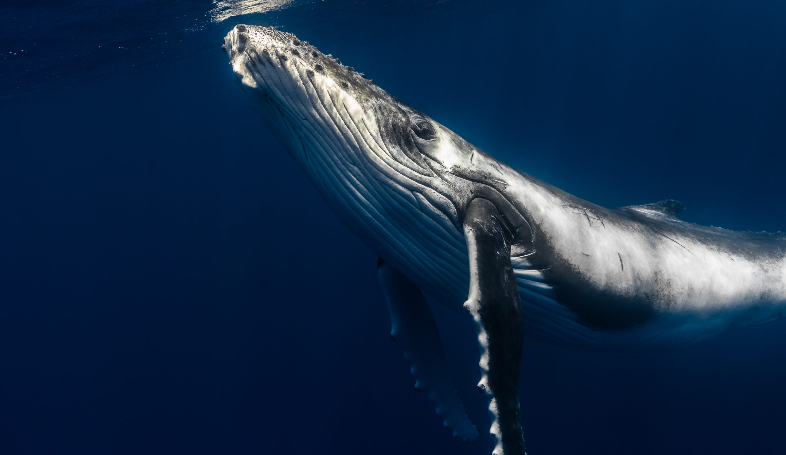 Southern humpback whale looking up in dark blue water.