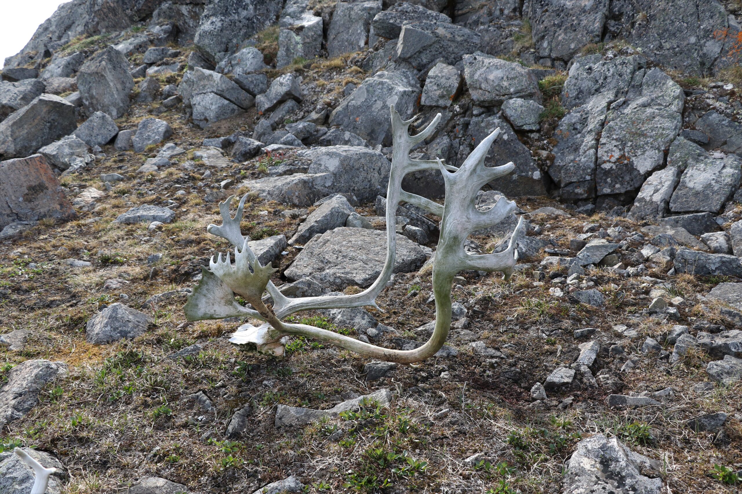 Caribou antlers on a rocky shore