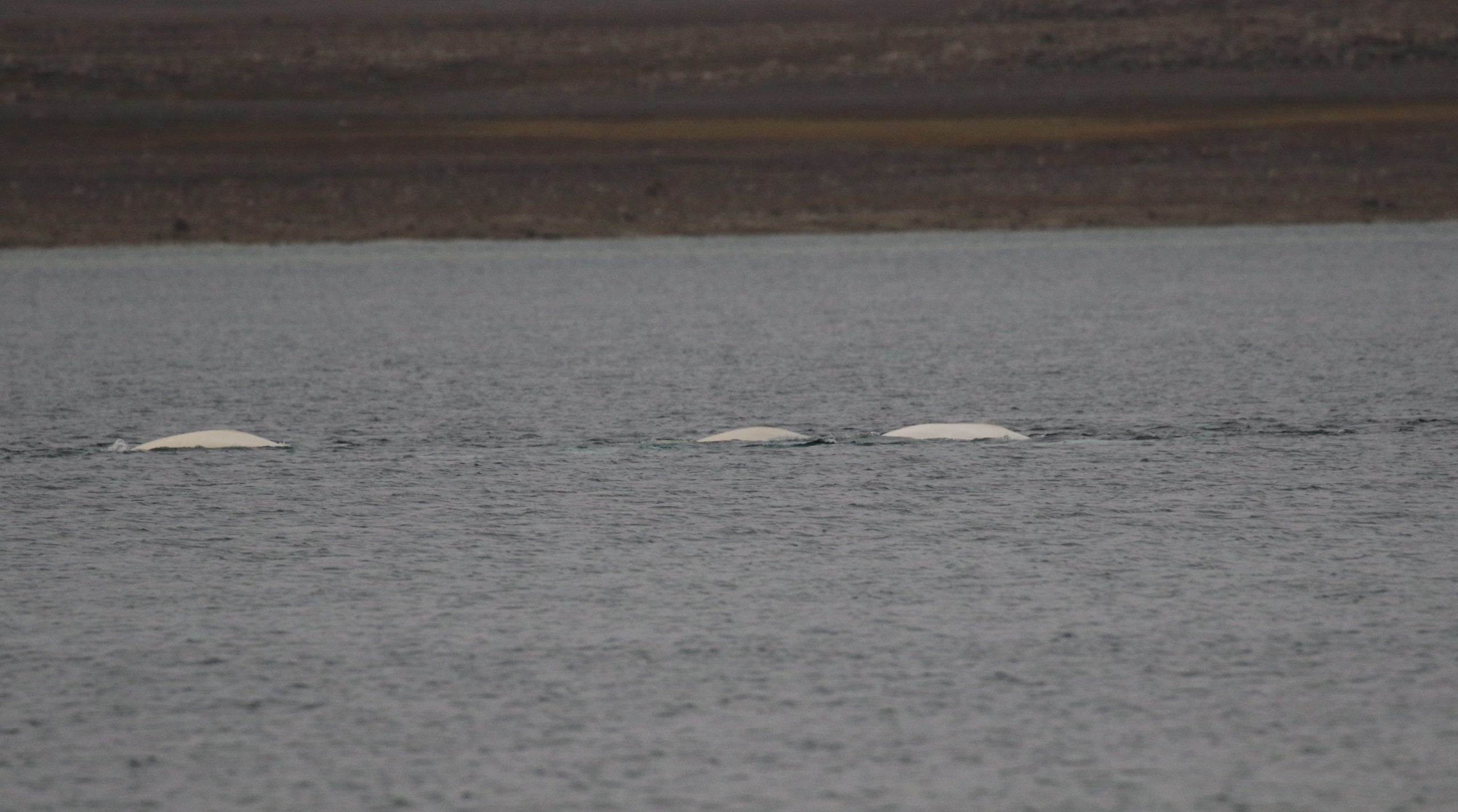 Beluga surfacing near a snow-free Arctic shoreline 