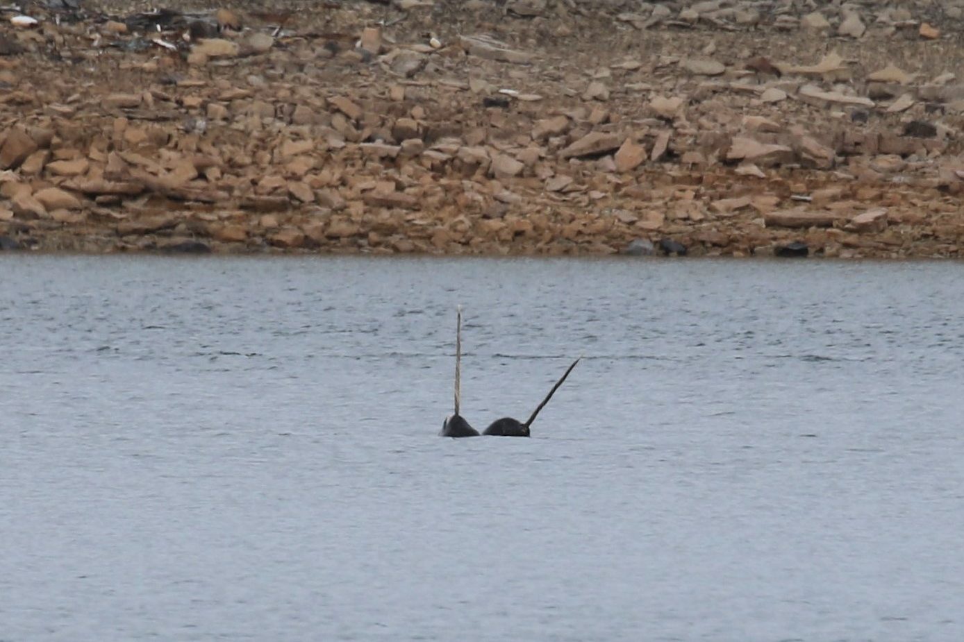 Narwhals surfacing near shore with "tusks" out of the water