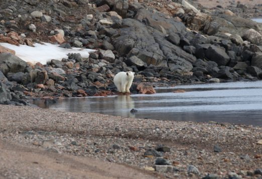 Polar bear standing between a rocky hillside and water