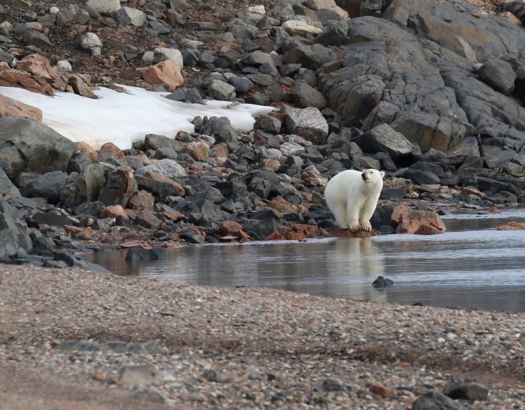  Polar bear on a rocky shore