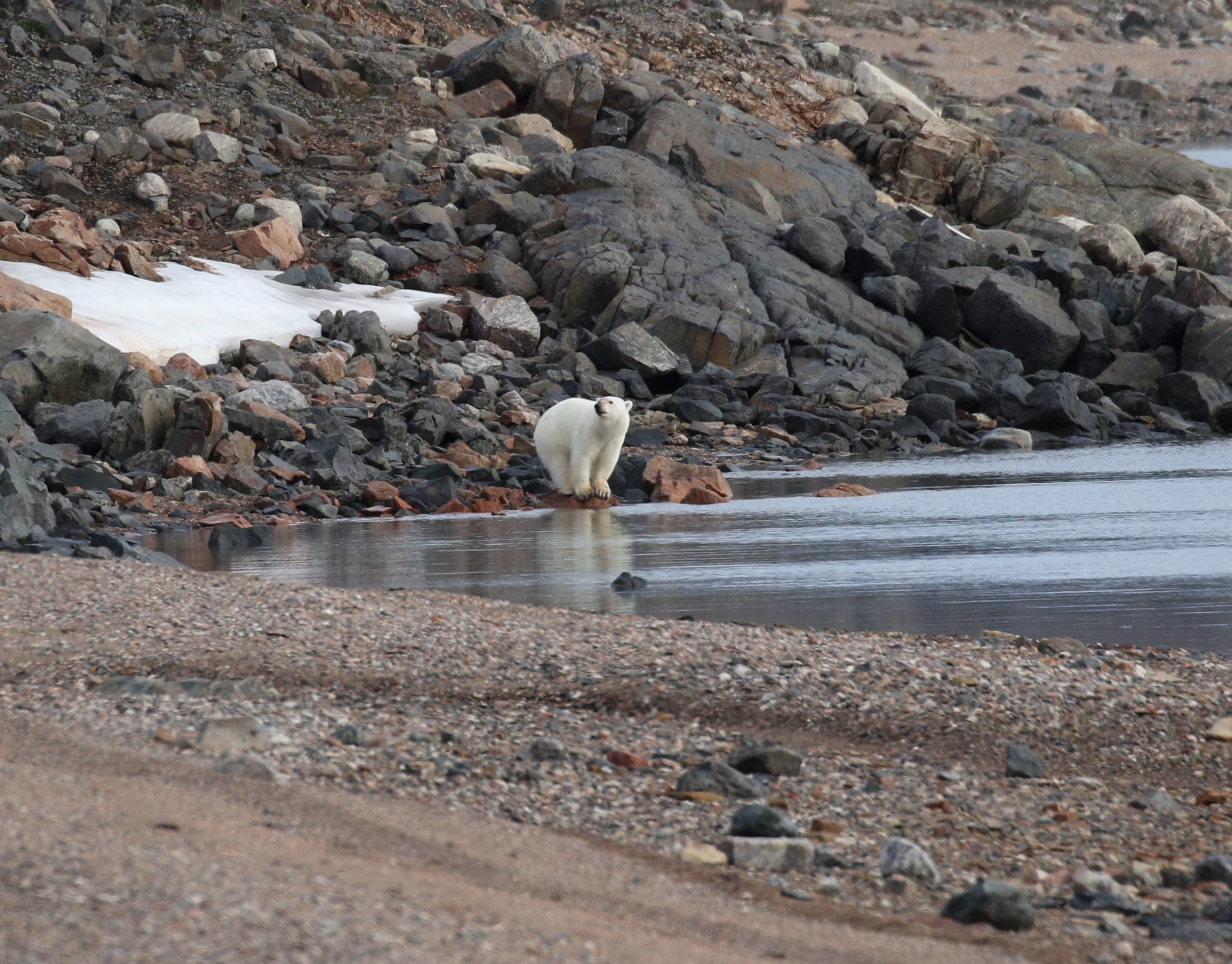 Polar bear standing between a rocky hillside and water
