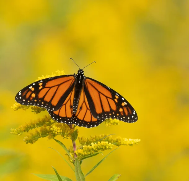 A Monarch butterfly (Danaus plexippus) enjoying some goldenrod, in Toronto, Canada