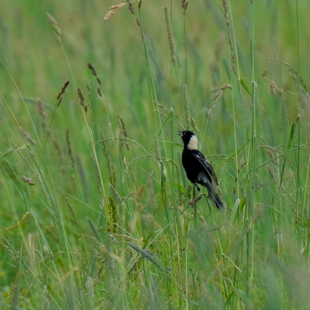 Adult male Bobolink, a small black bird with a yellow on the back of its neck, in a field of tall grass